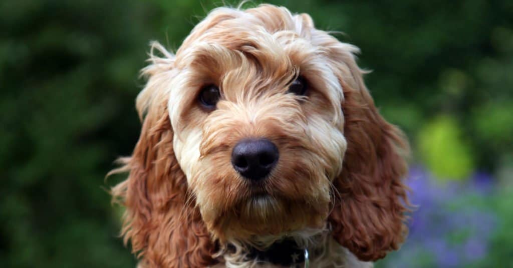 cockapoo headshot