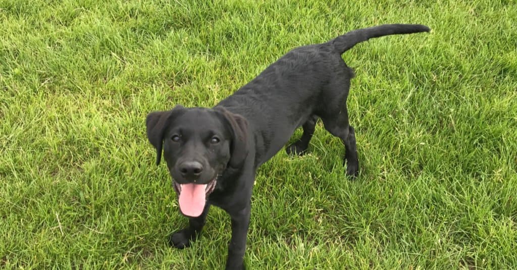 Black Goldador puppy