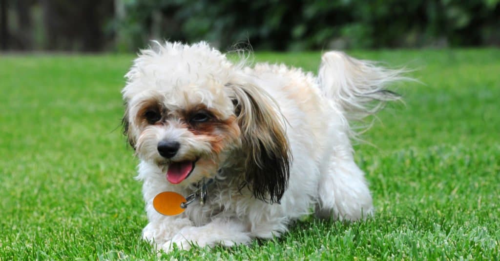 white and brown Shih Poo