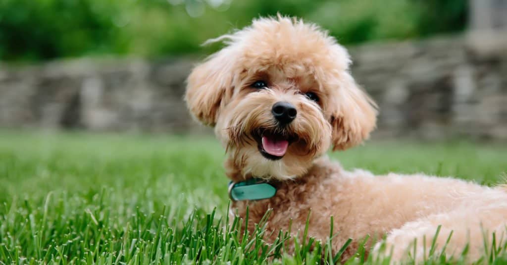 tan mini labradoodle puppy