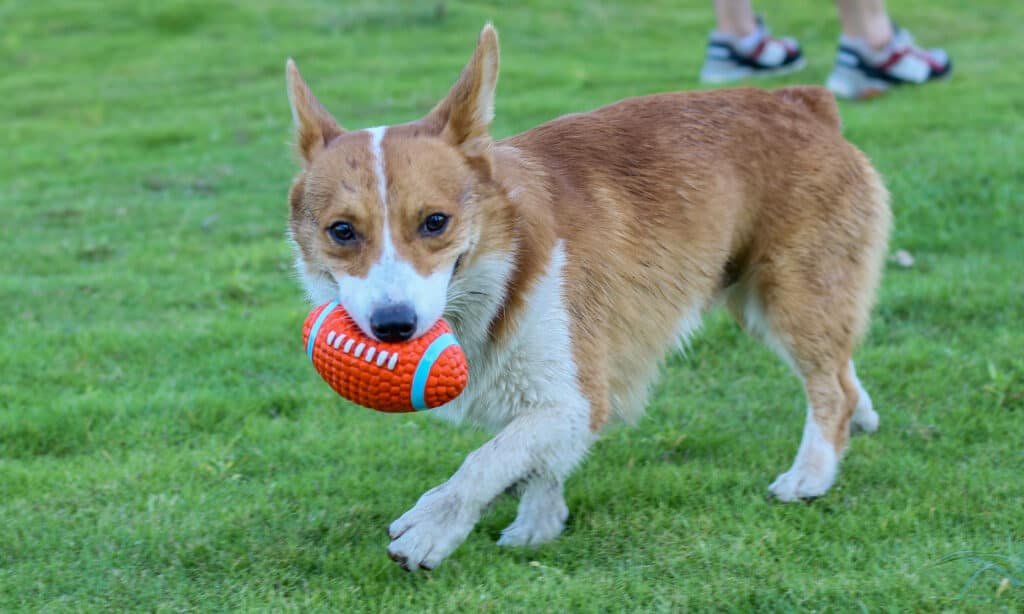 corgidor at the park