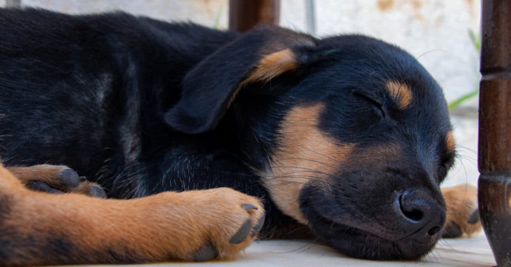 Sheprador puppy napping