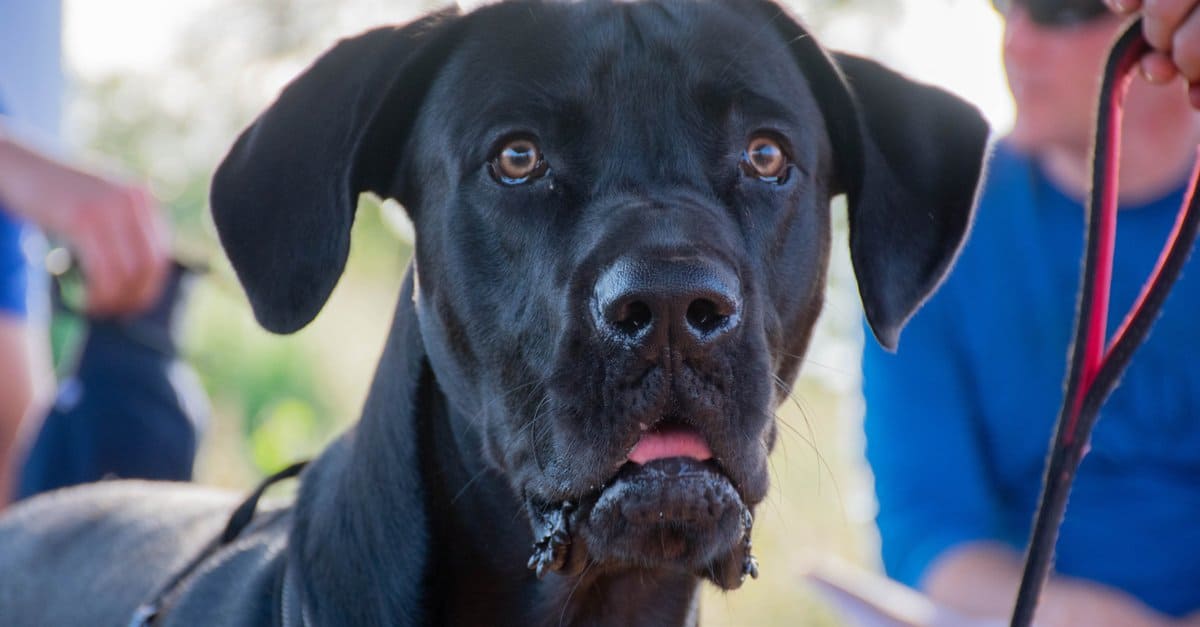 labradane headshot