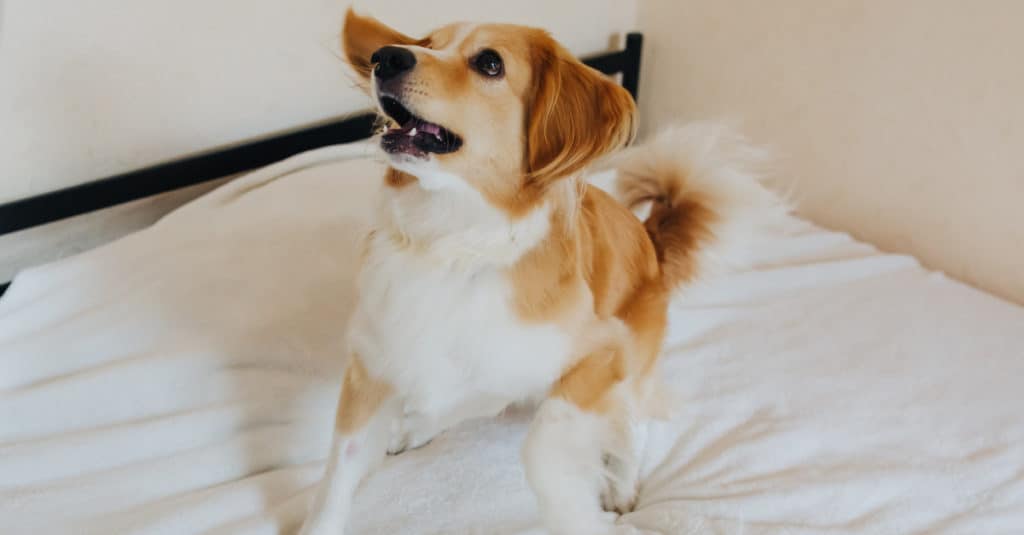 Spanador puppy playing on a bed