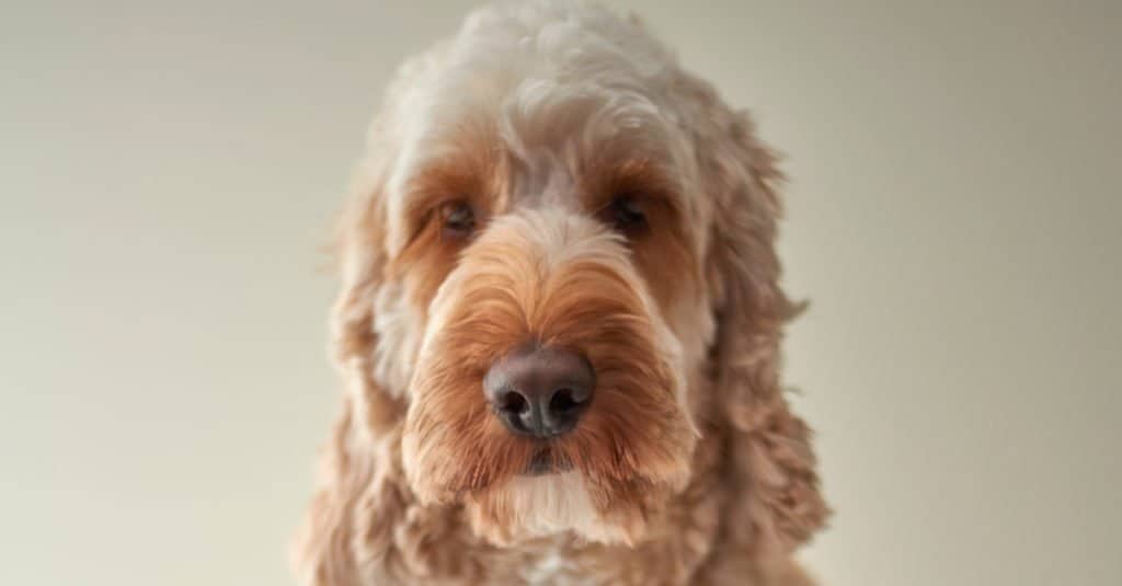 Springerdoodle puppies headshot