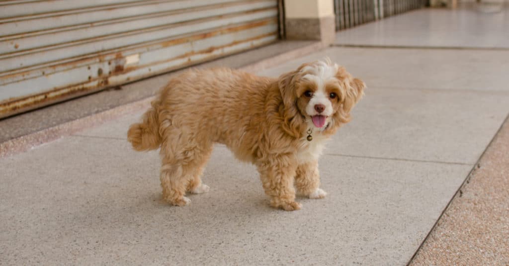 Shih Poo vs Cavapoo