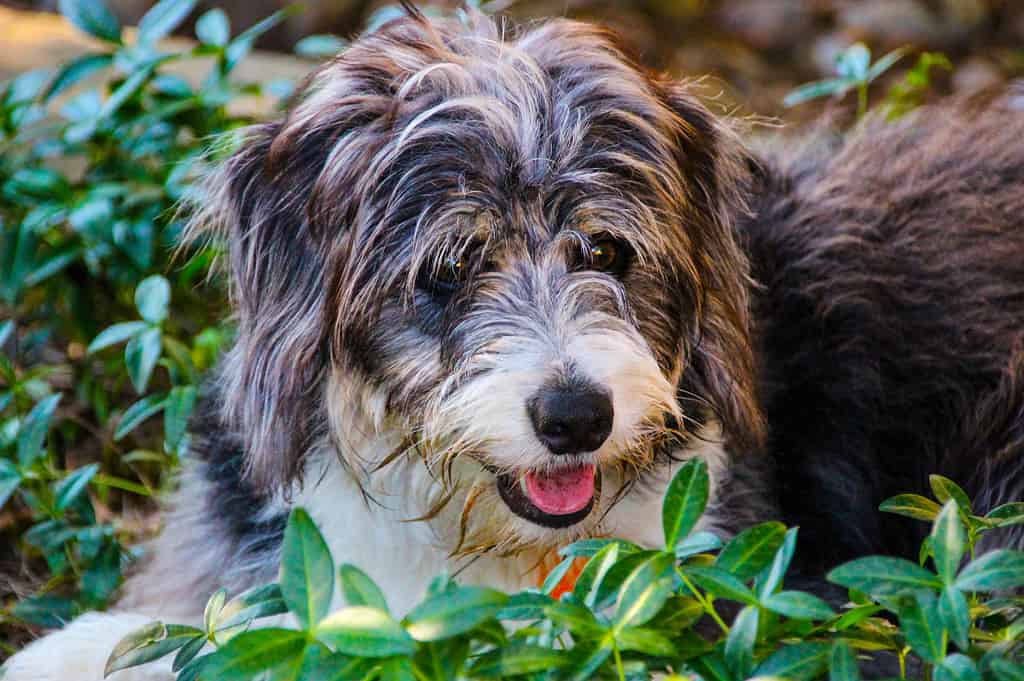 Bearded collie hot sale cross poodle