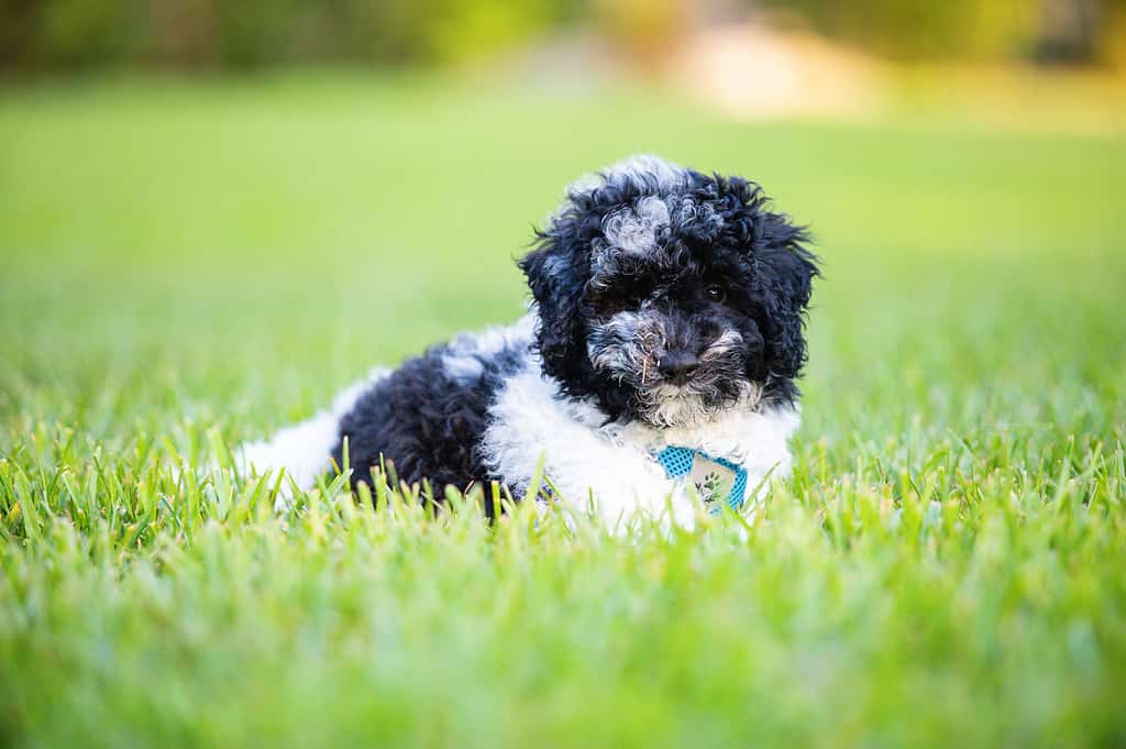 Whoodle puppy playing with frisbee