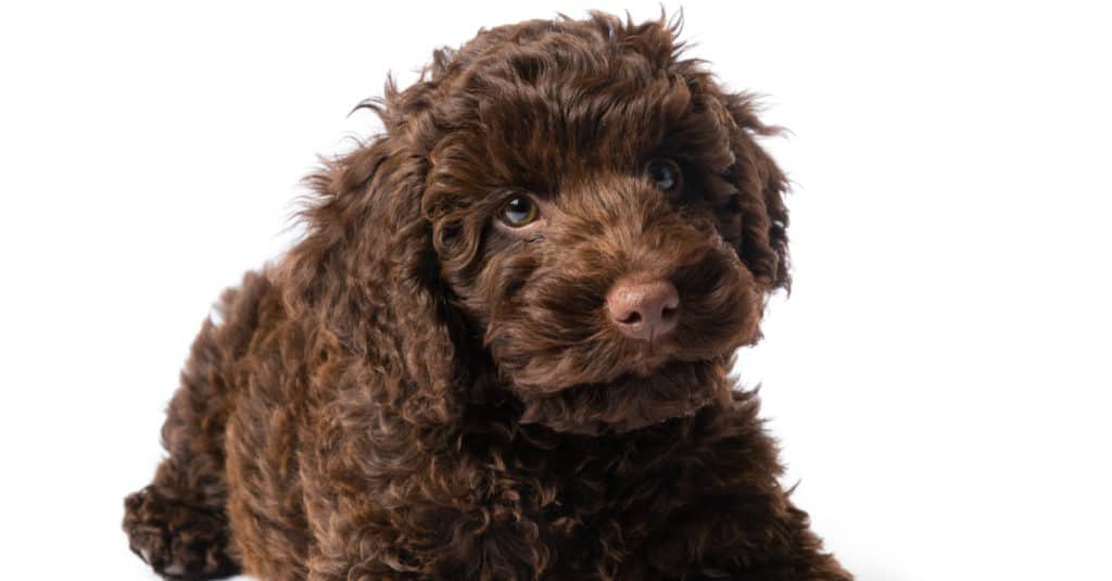 brown mini labradoodle