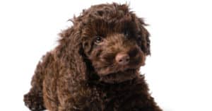 Cockapoo vs Labradoodle: 5 Key Differences Picture