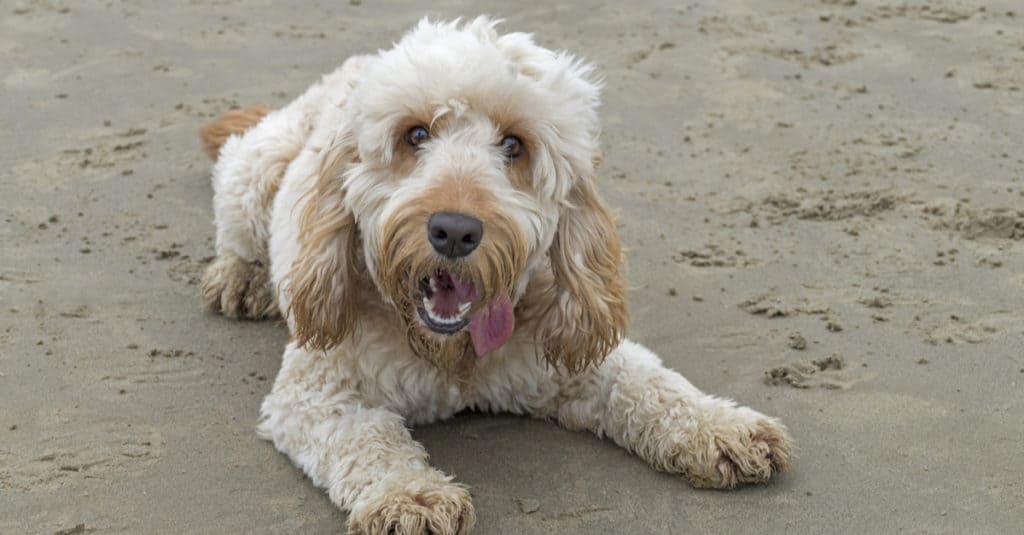white Spoodle on the beach