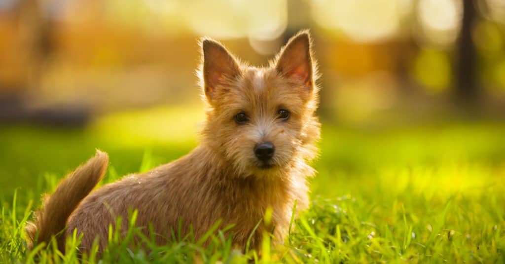 norwich terrier puppy