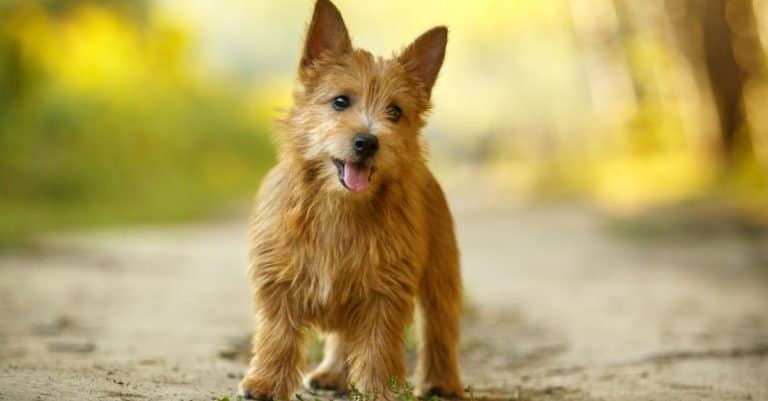 norwich terrier puppy standing on a path