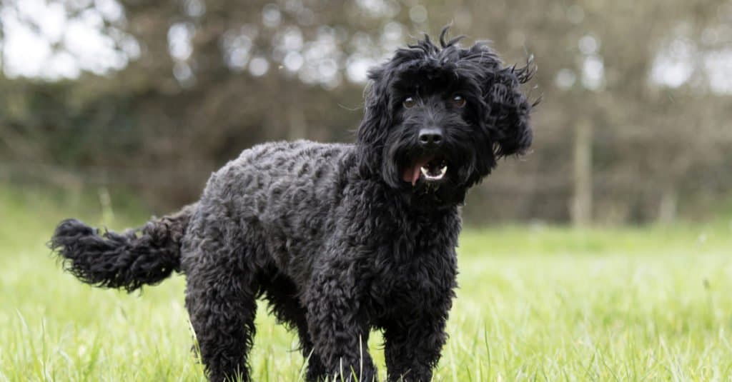 Cockapoo vs Labradoodle