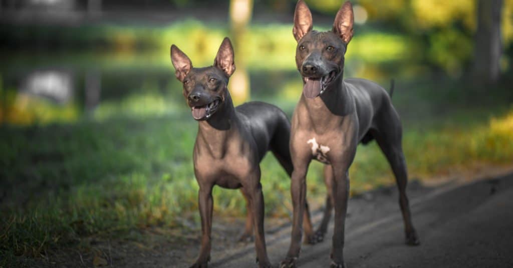 where do hairless dogs come from