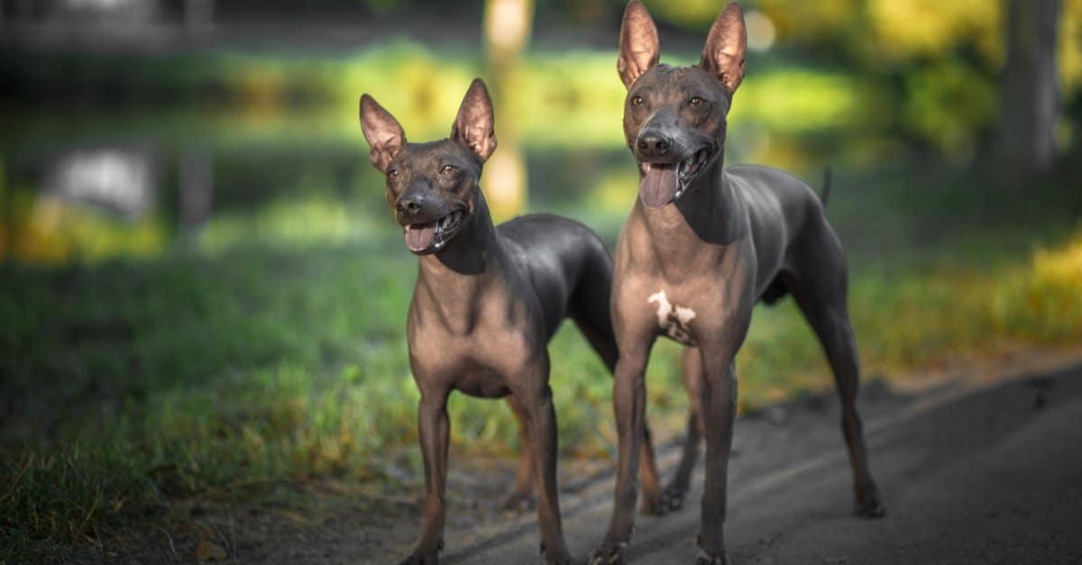 Two American Hairless Terriers