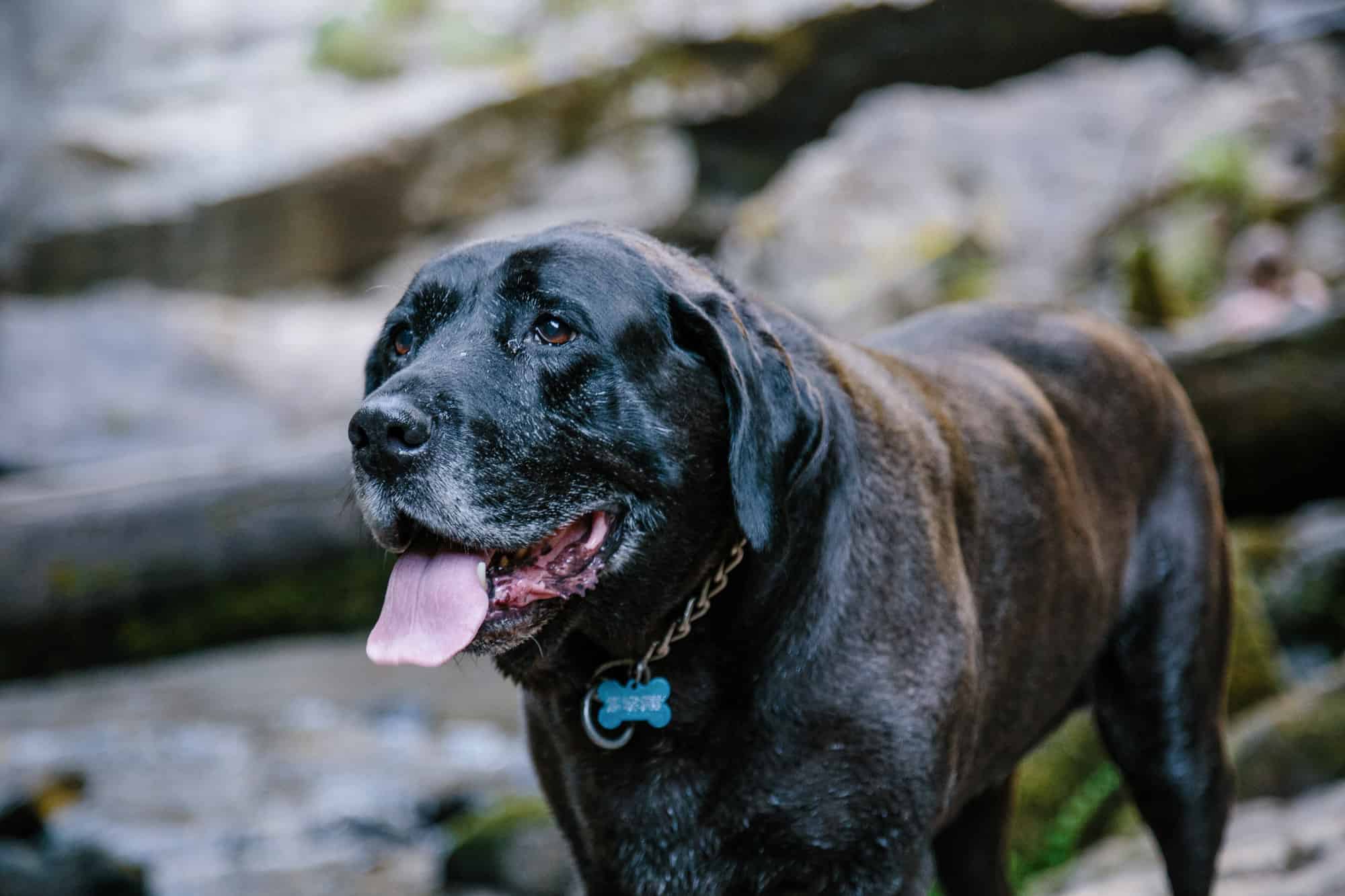 Mastador standing in a field ATTRIBUTION NOT FOUND