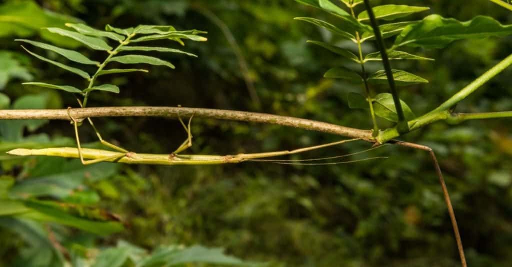 animals with camouflage - walkingstick