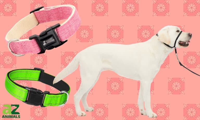 Eight best dog collars