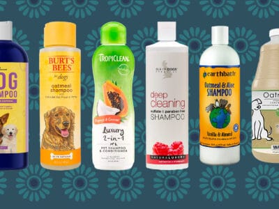 Nous avons trouvé les 7 meilleurs shampooings pour chiens: magazine de presse