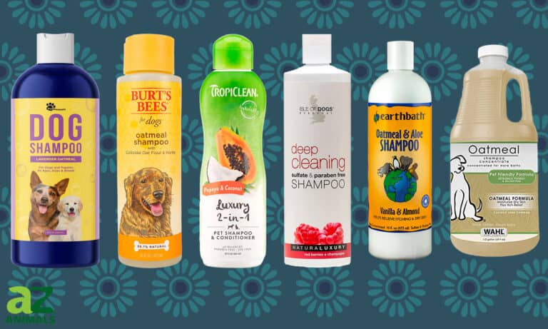 Best Dog Shampoos