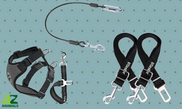 Dog Seat Belts