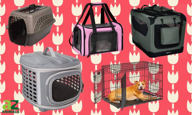 Best Puppy Training Crates