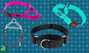 We Updated Our Top Picks for the Best Martingale Collar Picture