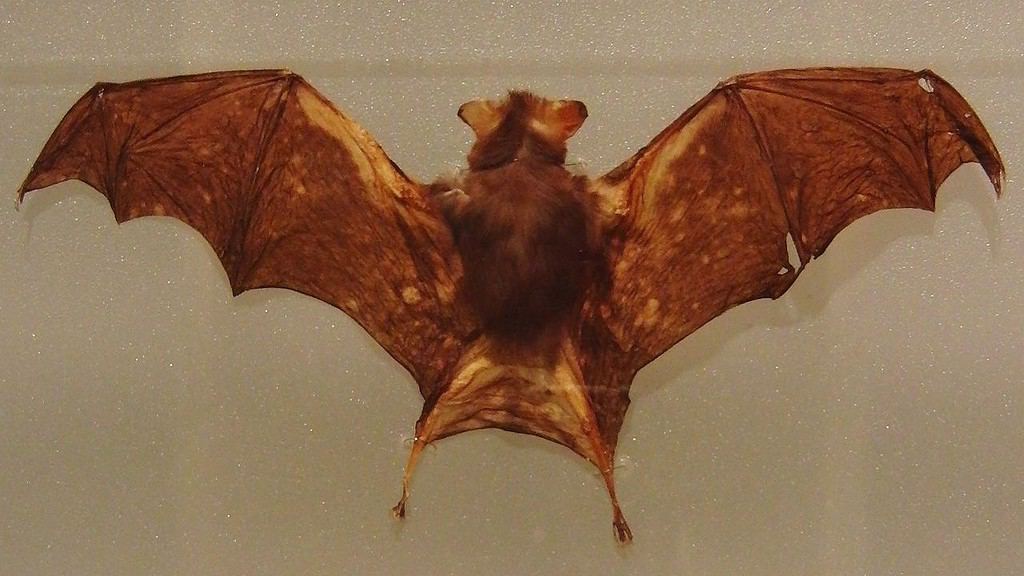 The bumblebee bat (Craseonycteris thonglongyai), also known as Kitti's hog-nosed bat, is an endangered species of bat.