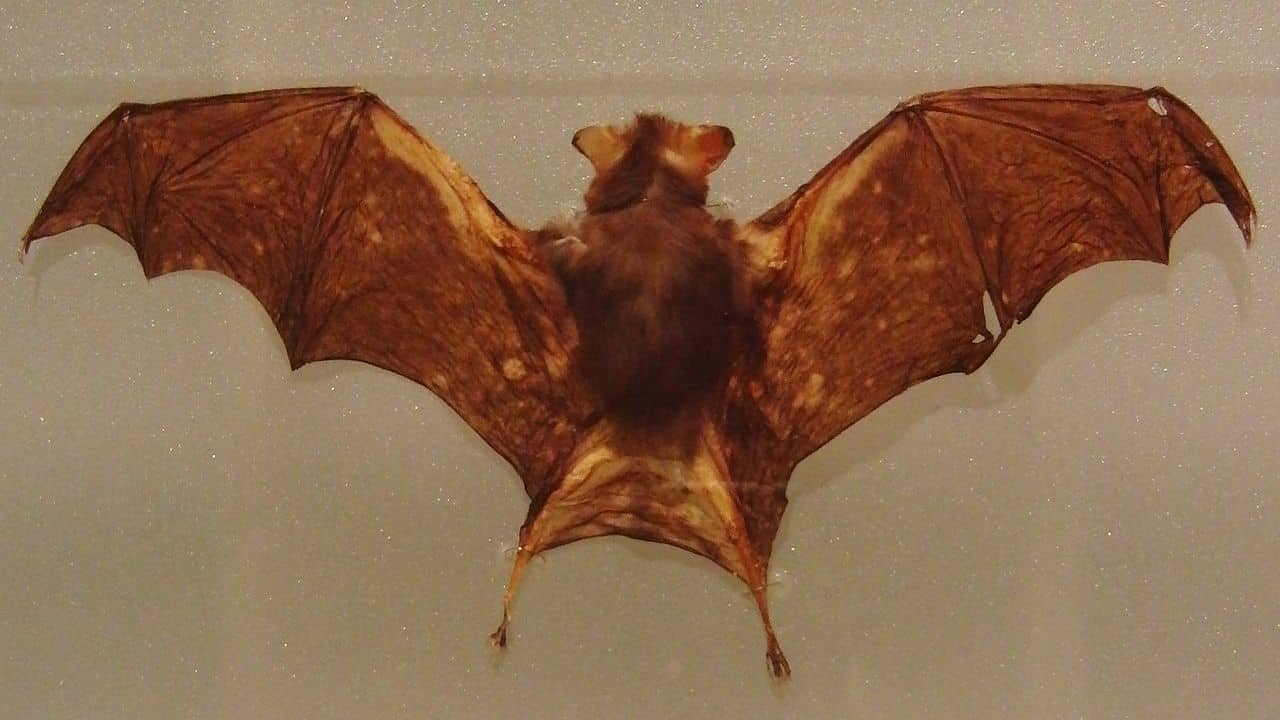 Smallest Animals: Bats