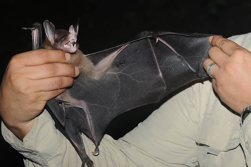 Spectral bat photo