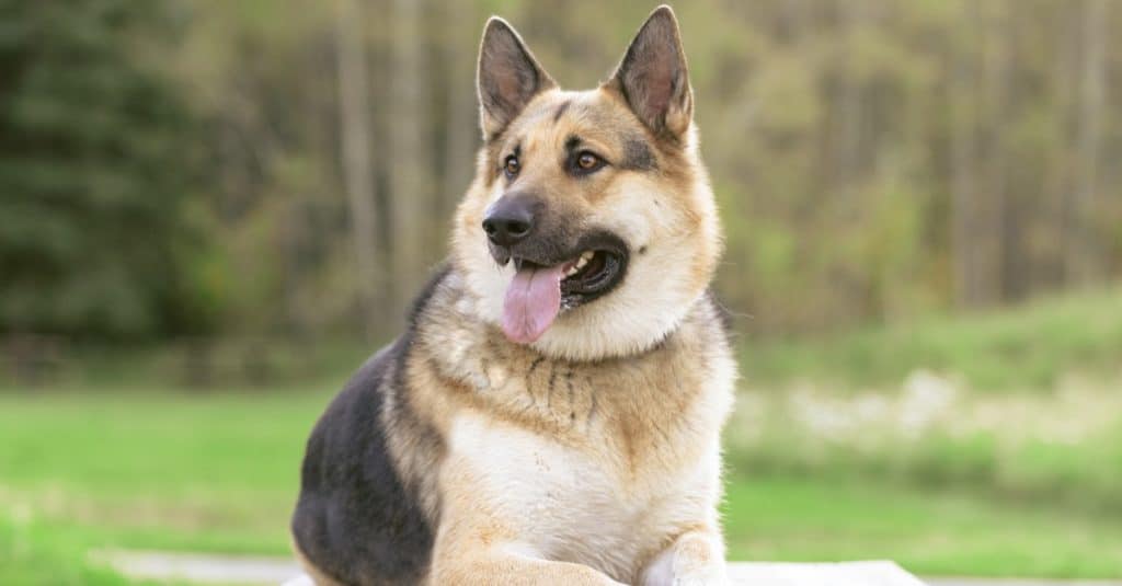 German shepherd and Alaskan malamute mixed breed dog, Alaskan Shepherd, playing in the forest