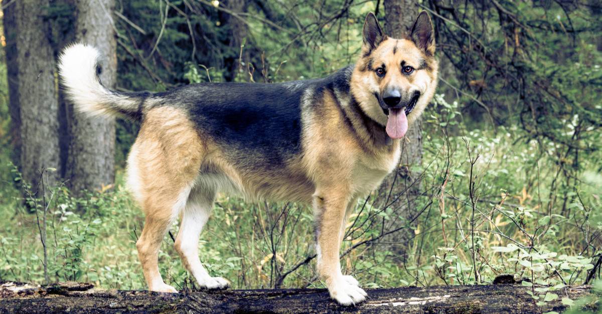 German shepherd and Alaskan malamute mixed breed dog, Alaskan Shepherd, playing in the forest.
