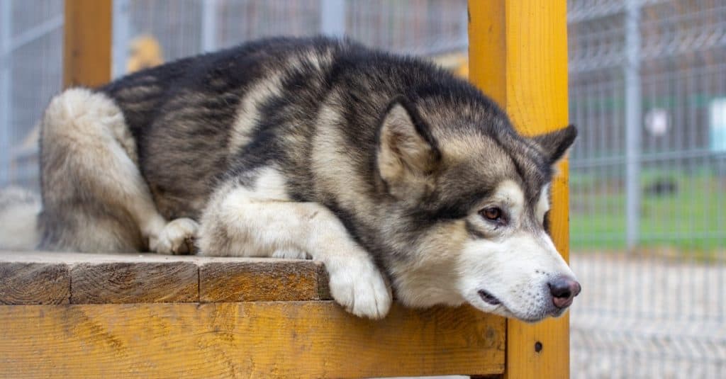 Alaskan shepherd sits in an enclosure