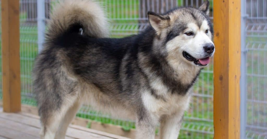 Alaskan Malamute shepherd in an enclosure