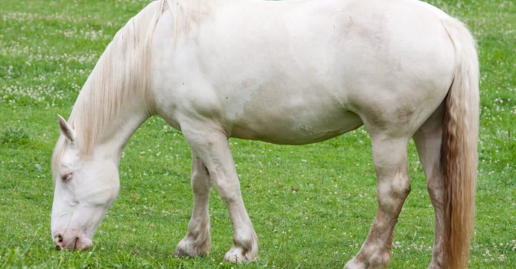 Biggest Horses: American Cream