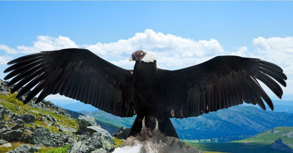 นกล่าเหยื่อที่ใหญ่ที่สุด - Andean Condor