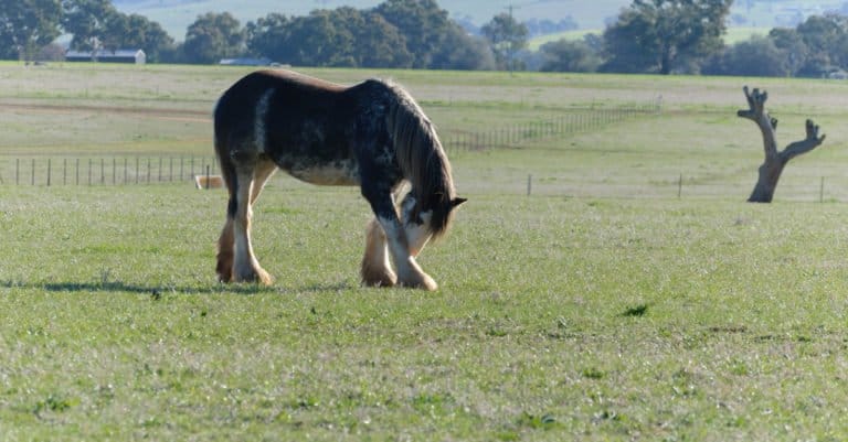 Biggest Horses: Australian Draught Horse