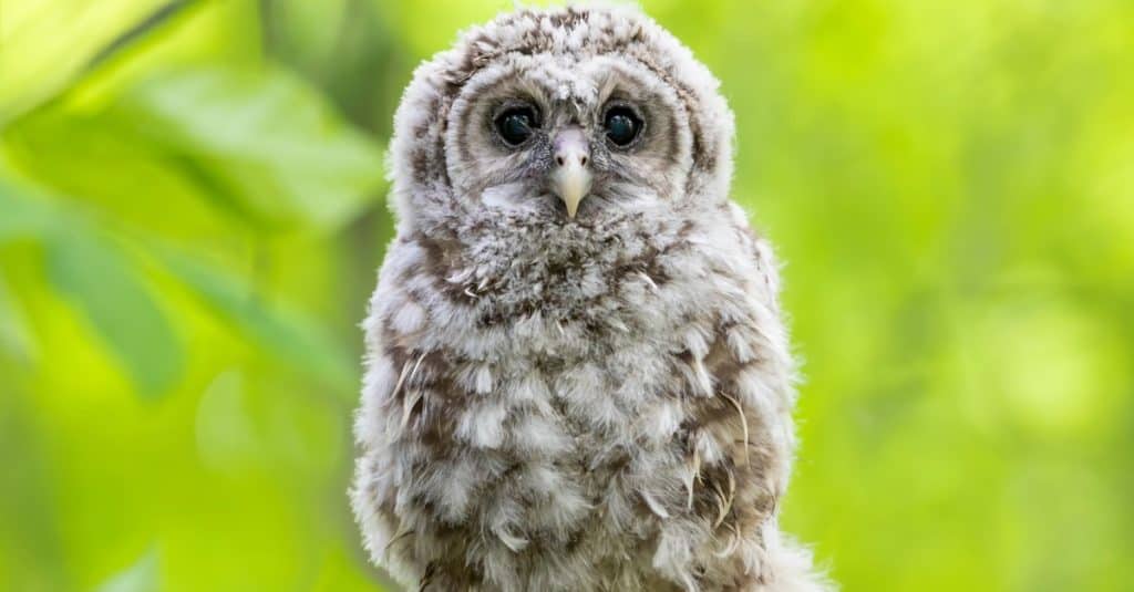 Barred owl owlet perched against a green background on a branch in the forest in Canada