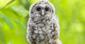 14 Types of Owls in Texas photo