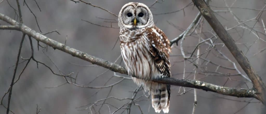 Barred Owl in the early morning