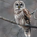 Barred owl