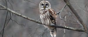 Barred Owl in the early morning