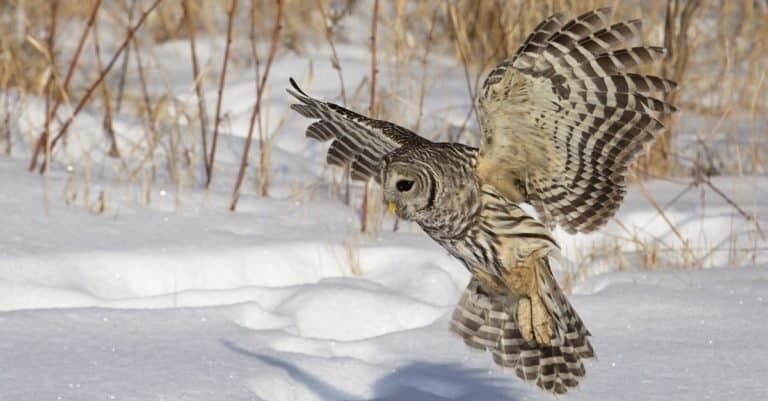 Barred Owl in flight, hunting for prey during the winter in northern Wisconsin.