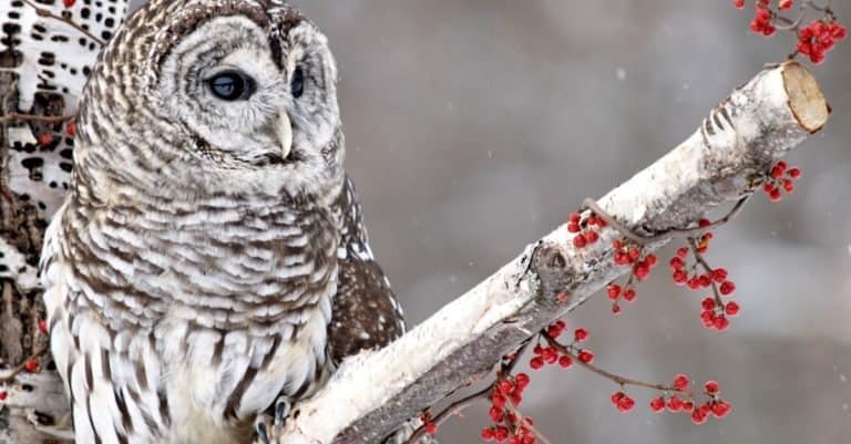 Barred Owl perched in a birch tree surrounded by red berries