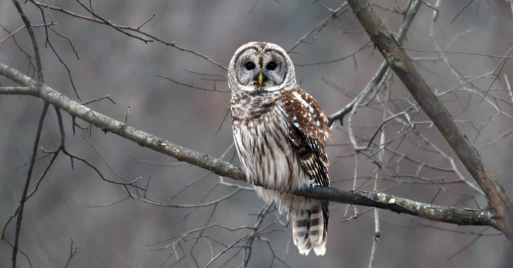 12 Birds on the Appalachian Trail