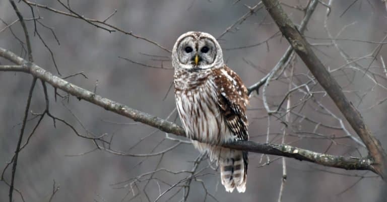 Barred Owl in the early morning