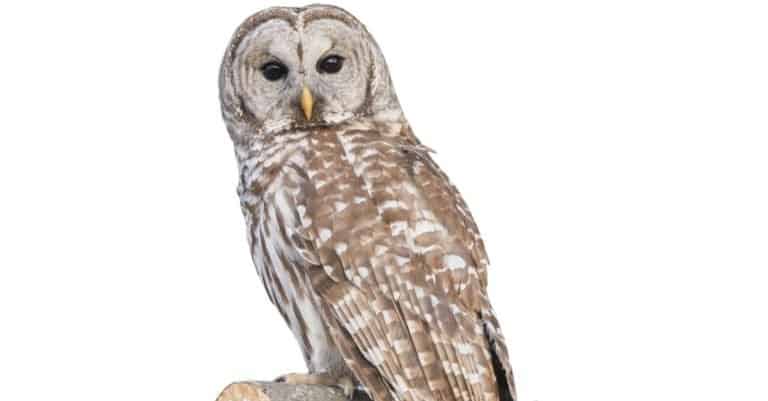 Barred Owl sitting on a branch isolated on a white background.