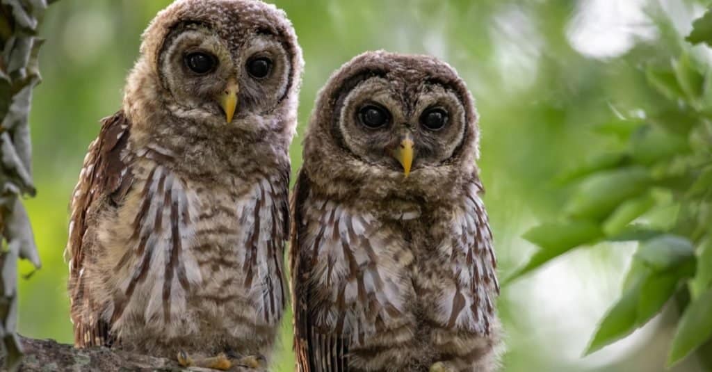 Barred owls sitting on a branch in Florida.