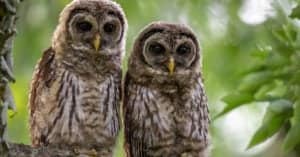 What Do Barred Owls Eat? 9 of their Favorite Foods Picture